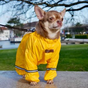 YELLOW DOG COVER