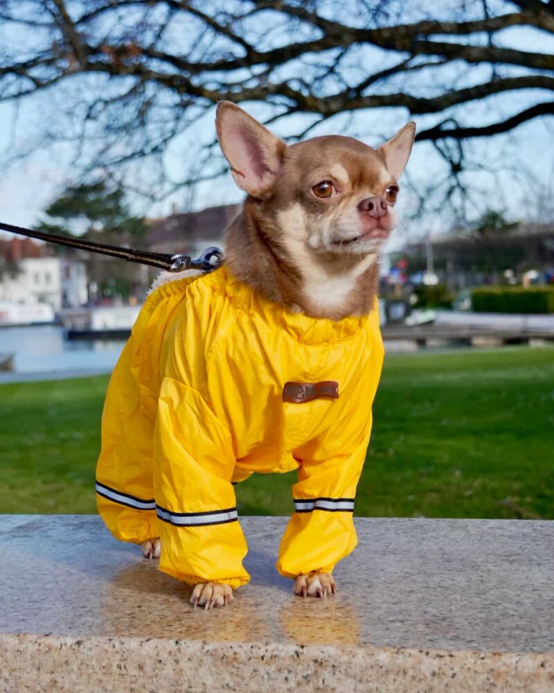 YELLOW DOG COVER